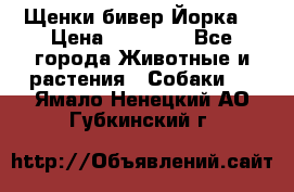 Щенки бивер Йорка  › Цена ­ 30 000 - Все города Животные и растения » Собаки   . Ямало-Ненецкий АО,Губкинский г.